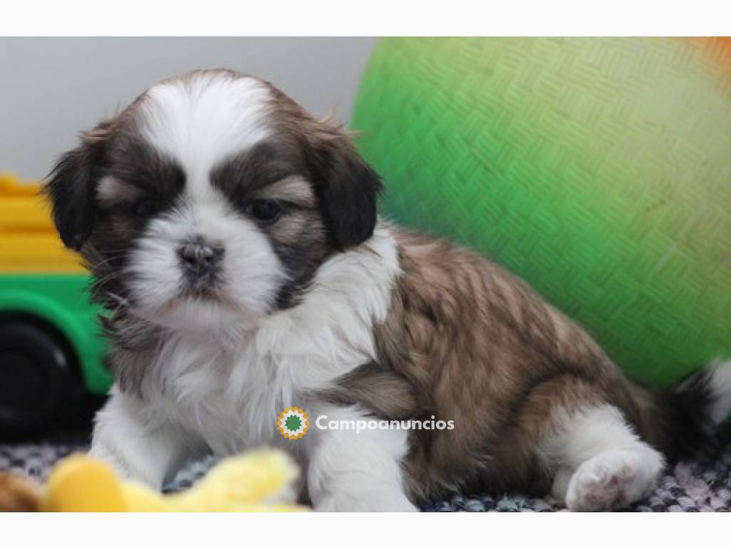 REGALO LINDO MINI TOY SHIH TZU CACHORROS en Tenerife