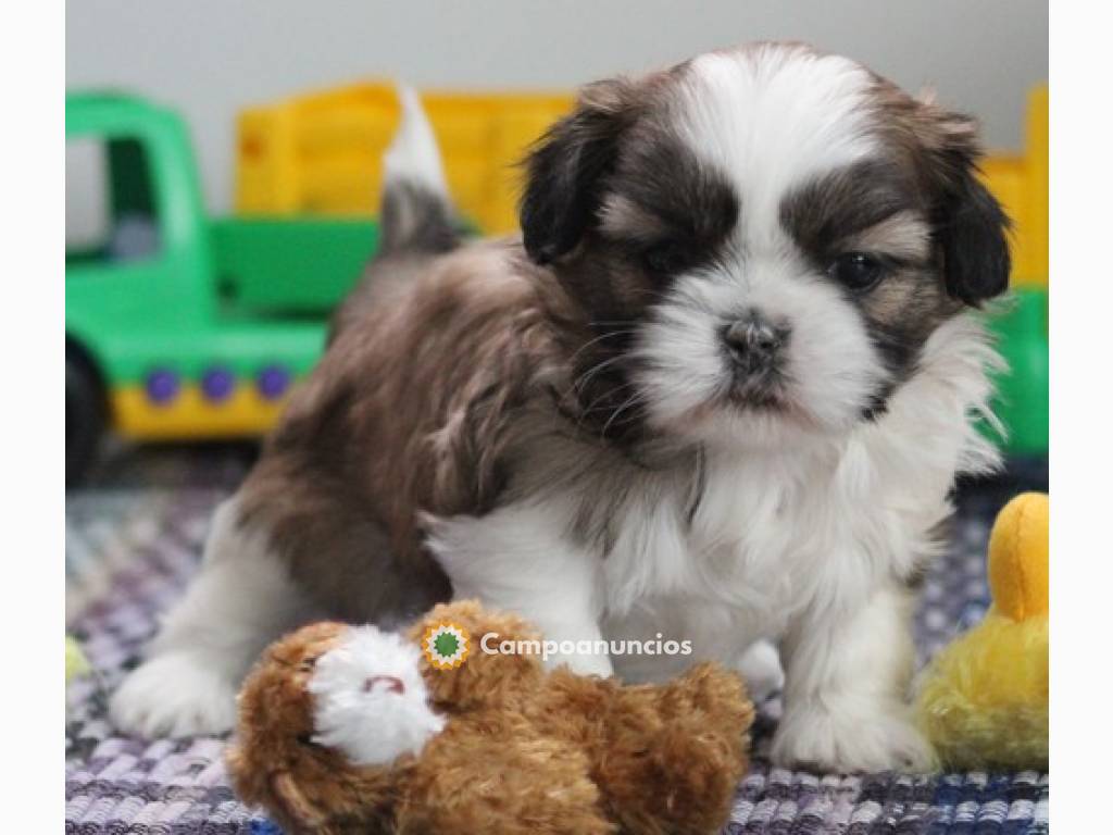 REGALO LINDO MINI TOY SHIH TZU CACHORROS en Ourense