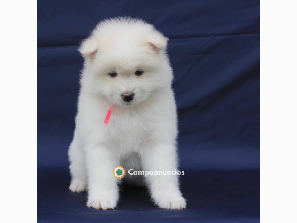 REGALO LINDO SAMOYEDO CACHORROS  en Ourense