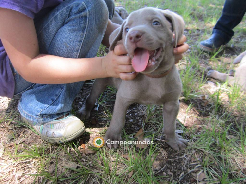 REGALO LINDO WEIMARANER CACHORROS  en Ourense