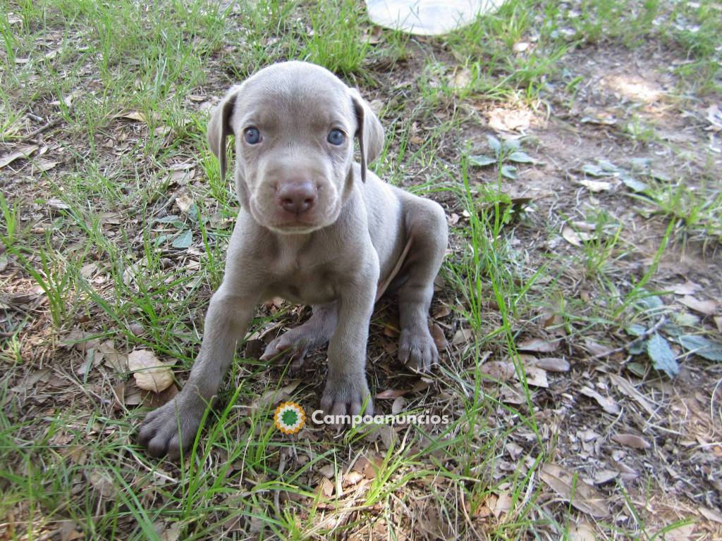 REGALO LINDO WEIMARANER CACHORROS  en Tenerife