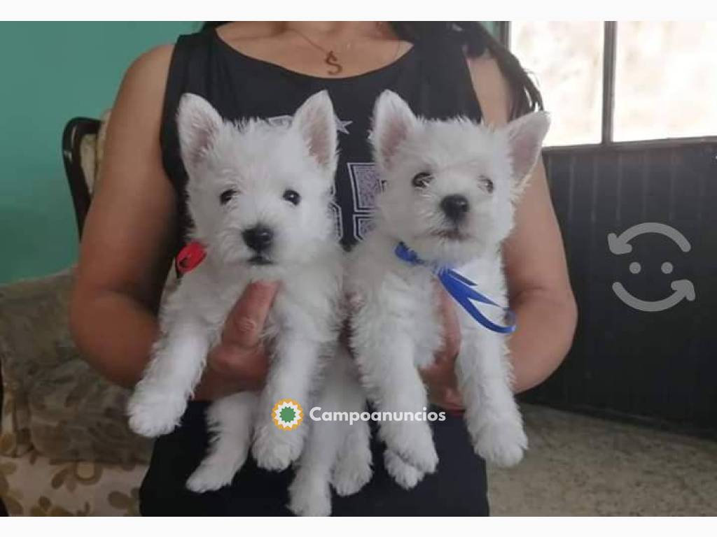 Regalo lindo westys cachorros mini en Tenerife