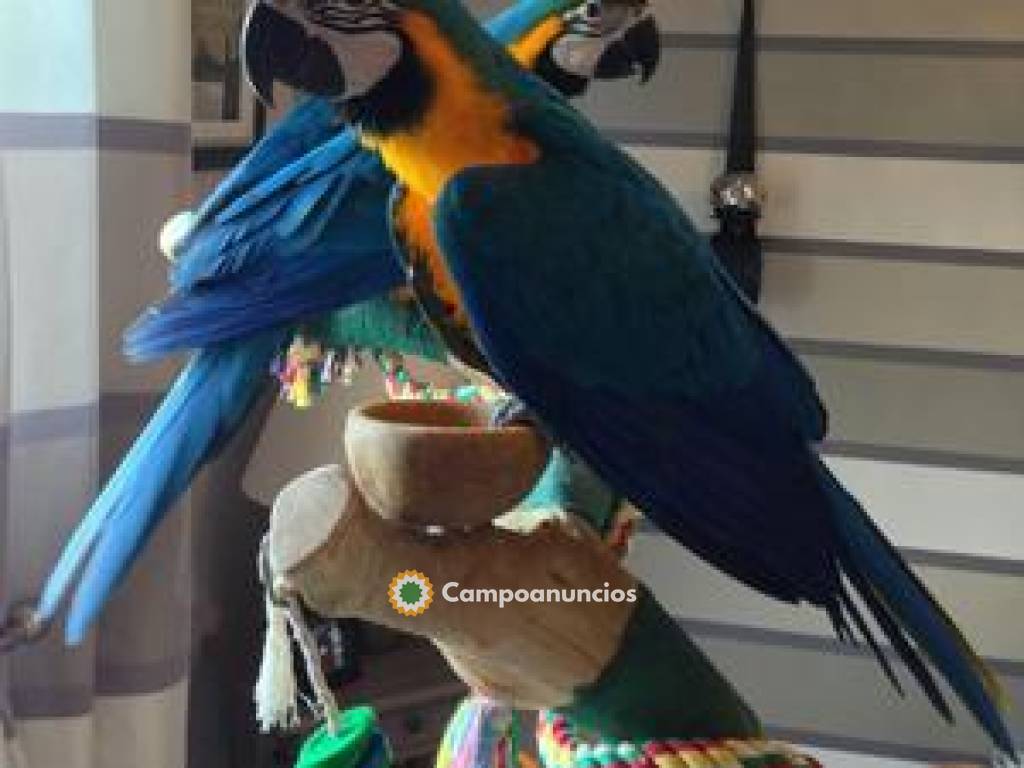 REGALO LOROS GUACAMAYOS Y PAPILEROS en Pontevedra