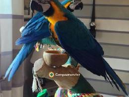 REGALO LOROS GUACAMAYOS Y PAPILEROS