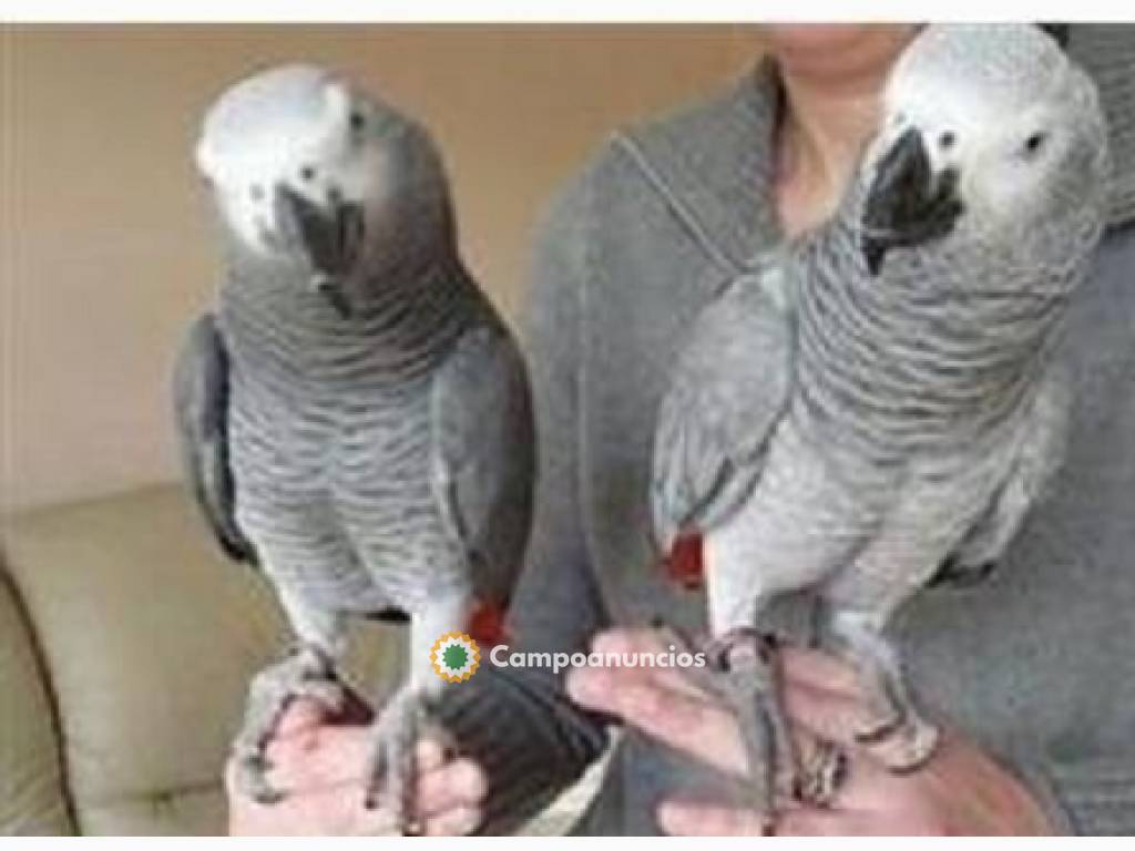 REGALO LOROS YACOS PAPILLEROS en Tenerife