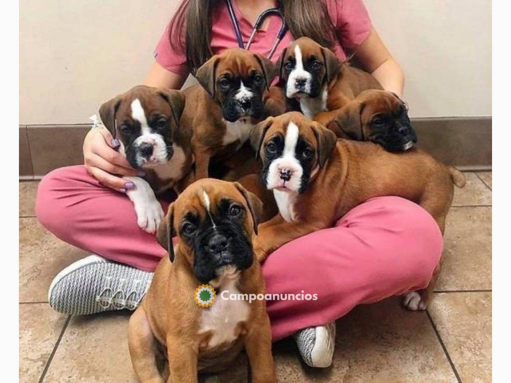 Regalo Magnificent cachorros de Boxer en Ourense