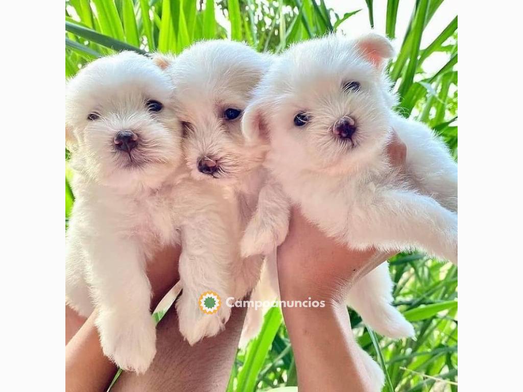 Regalo Mini Toy Cachorros Bichon Maltes en Albacete