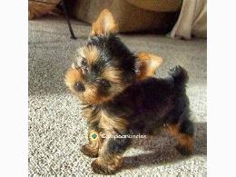 Regalo Mini Toy Cachorros yorkshire