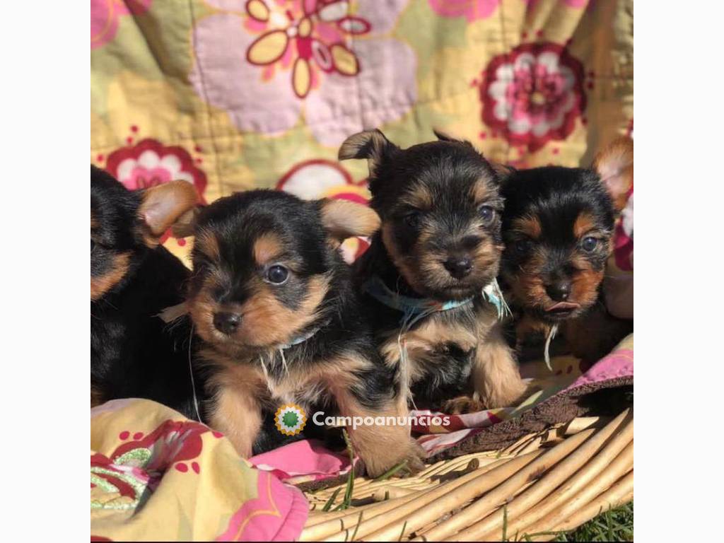 REGALO MINI TOY YORKSHIRE CACHORROS en Ourense