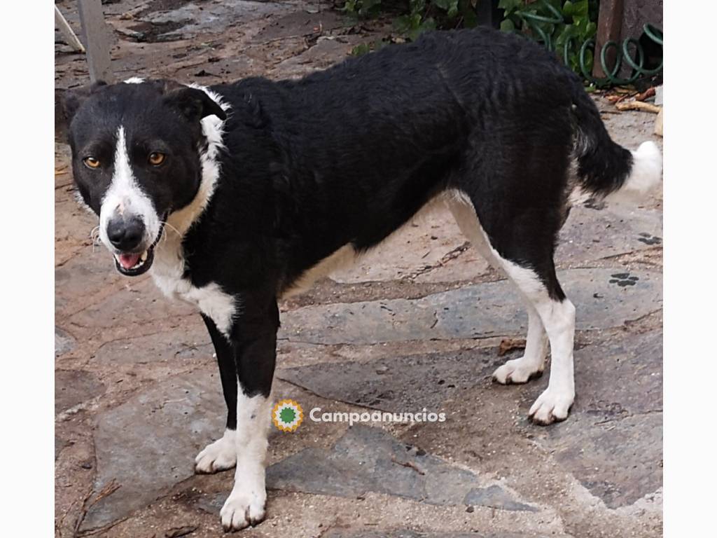 REGALO PERRITA BORDER COLLIE   en Toledo