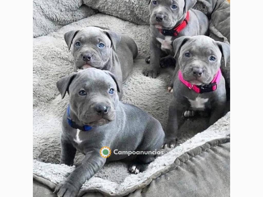  REGALO PITBULL AMERICANO CACHORROS BLUE en Ourense