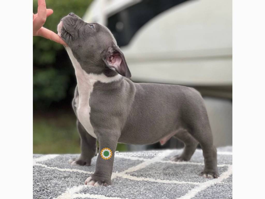 REGALO PITBULL AMERICANO CACHORROS BLUE  en Huesca