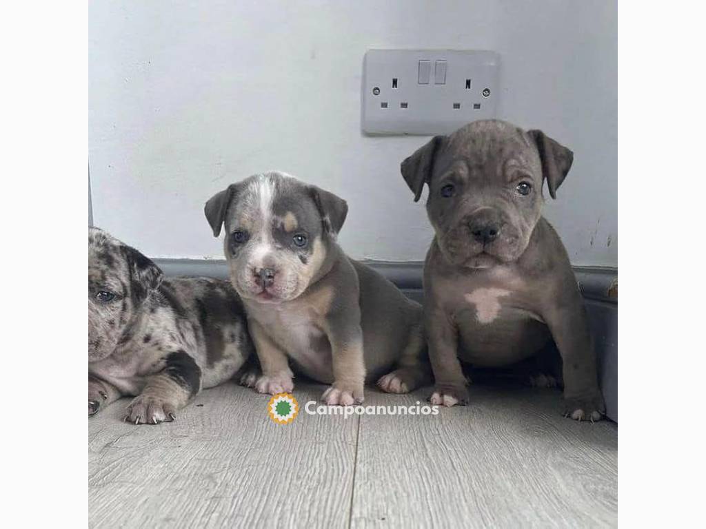 REGALO PITBULL AMERICANO CACHORROS BLUE  en Ourense