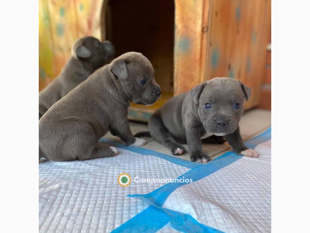 REGALO PITBULL AMERICANO CACHORROS BLUE  en Tenerife