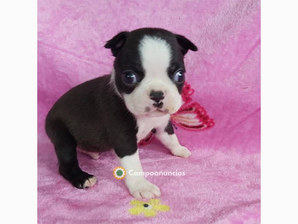 REGALO PRECIOSA BOSTON TERRIER CACHORROS en Ourense