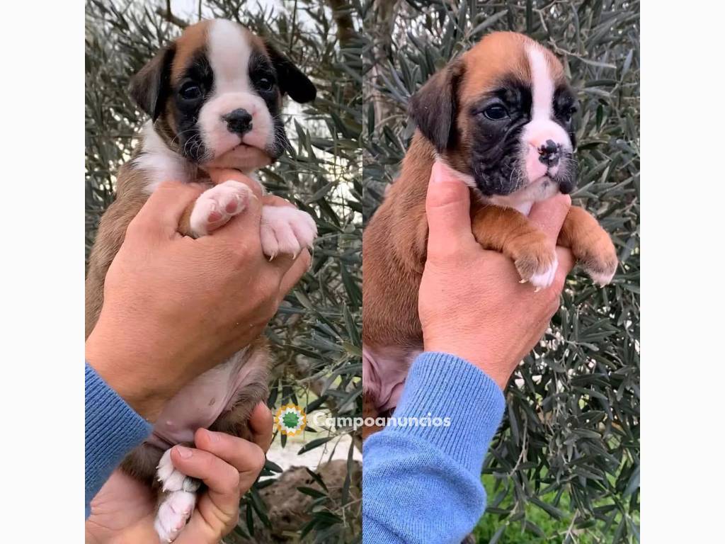 REGALO PRECIOSA BOXER CACHORROS  en Ourense