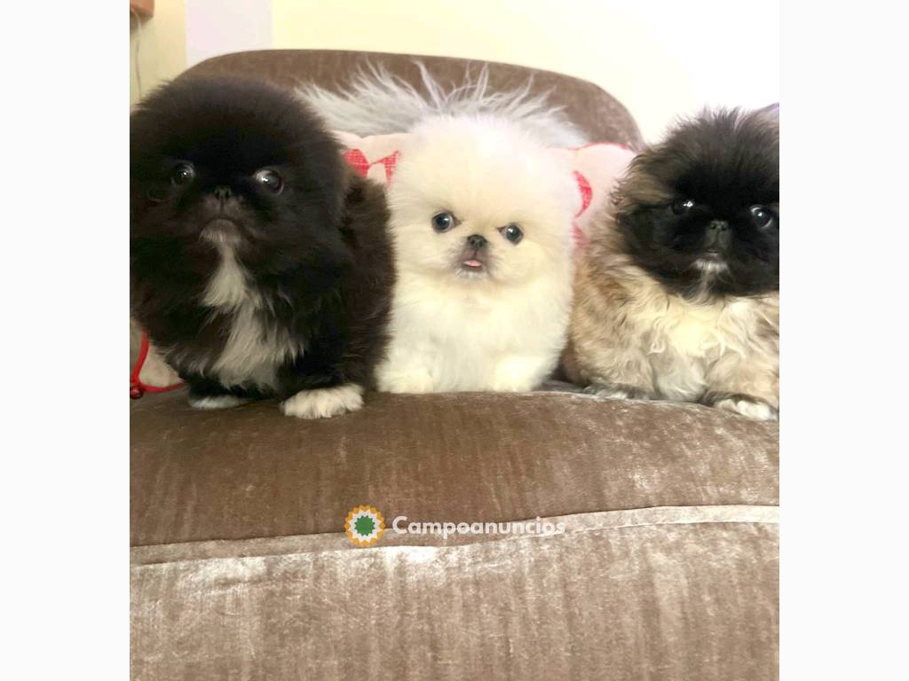 REGALO PRECIOSA PEKINES CACHORROS en Ourense