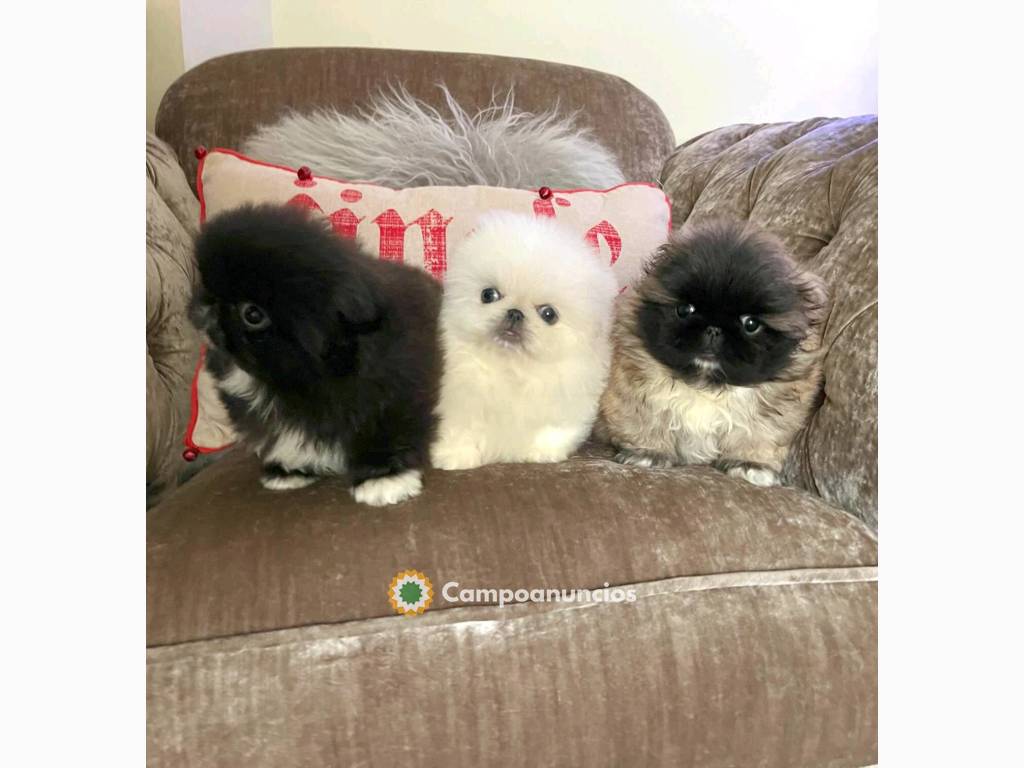 REGALO PRECIOSA PEKINES CACHORROS en Tenerife