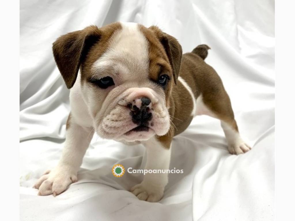 REGALO PRECIOSE BULLDOG INGLES CACHORROS en Ourense