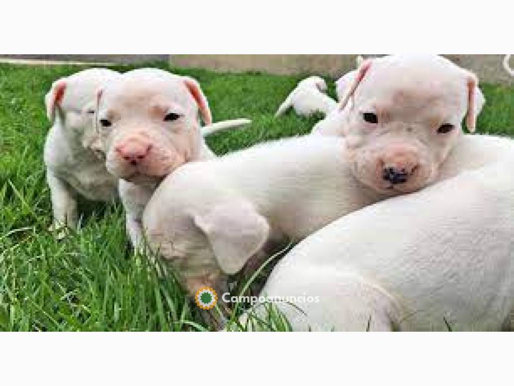 REGALO PRECIOSE DOGO ARGENTINO CACHORROS en Ourense