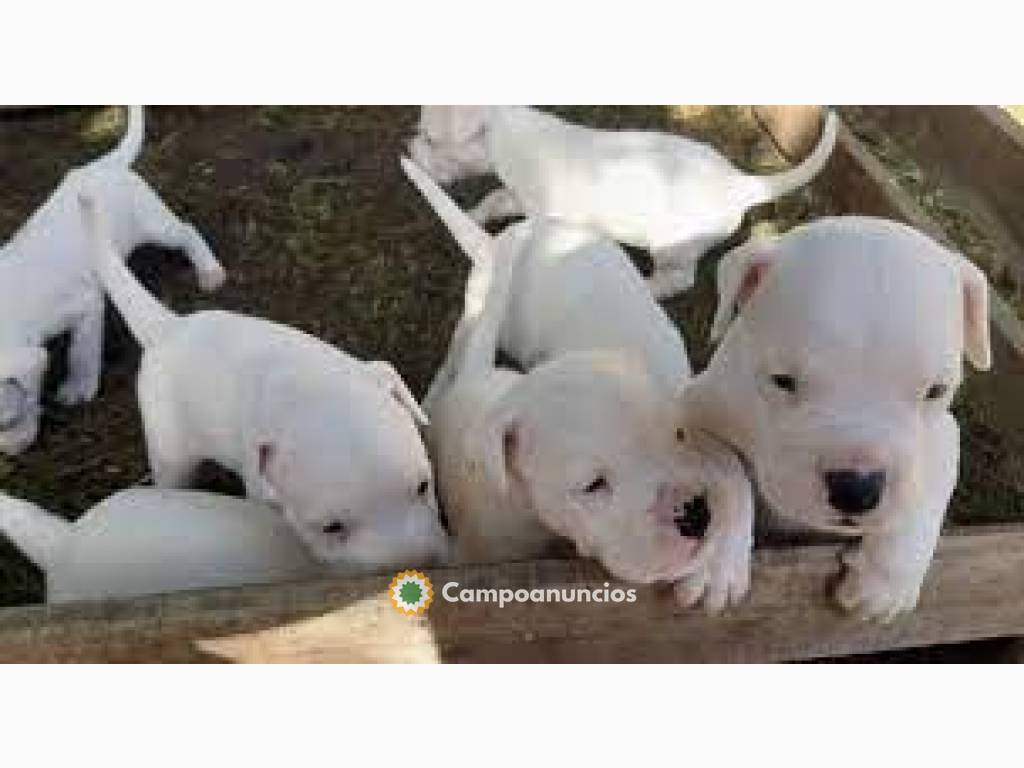 REGALO PRECIOSE DOGO ARGENTINO CACHORROS en Tenerife