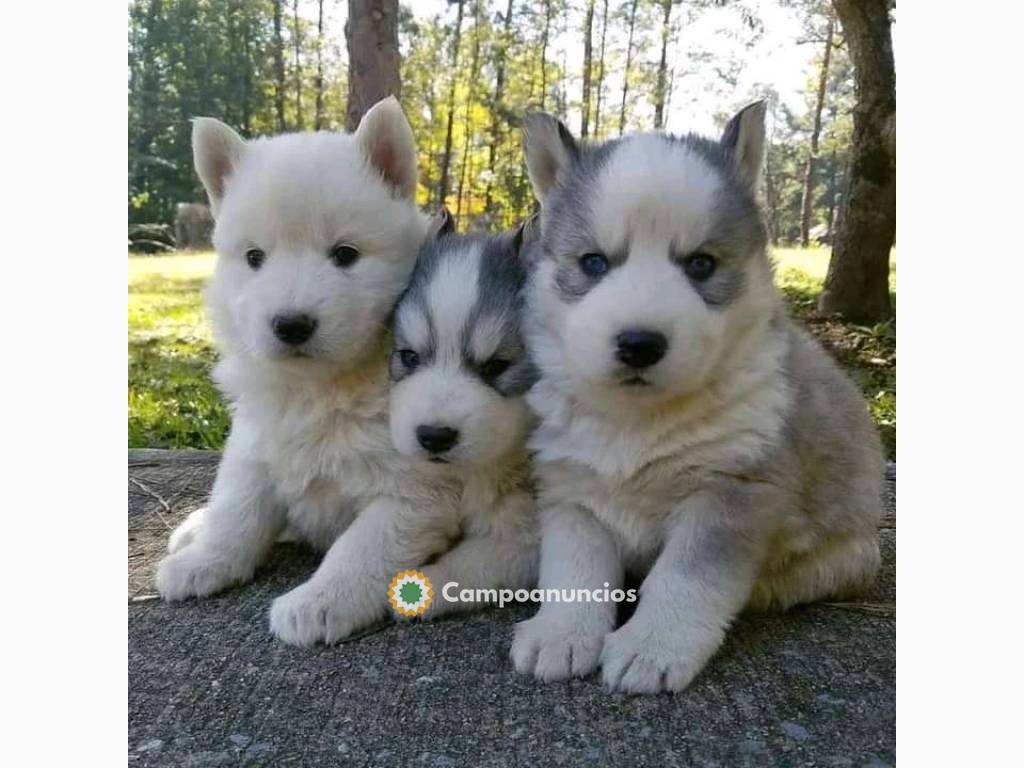 Regalo Preciosos Cachorros Husky en Alicante