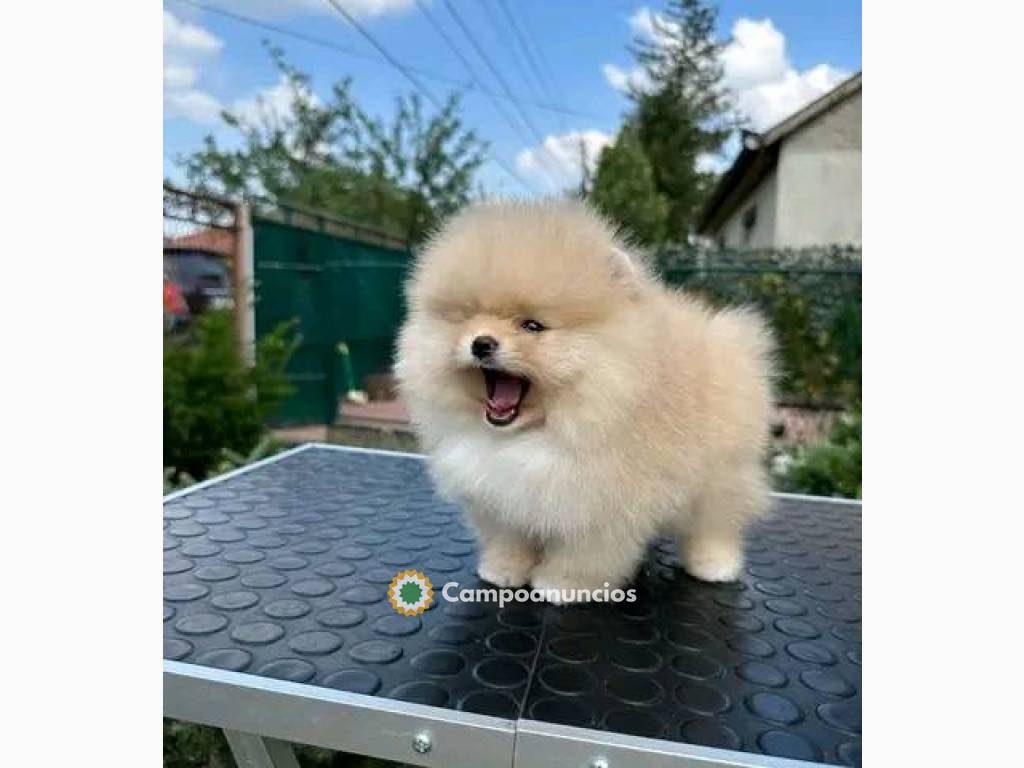 Regalo puros pomerania mini toy mi whats en Ourense