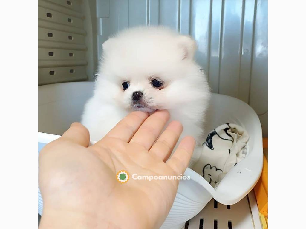 Regalo puros pomerania mini toy mi whats en Tenerife