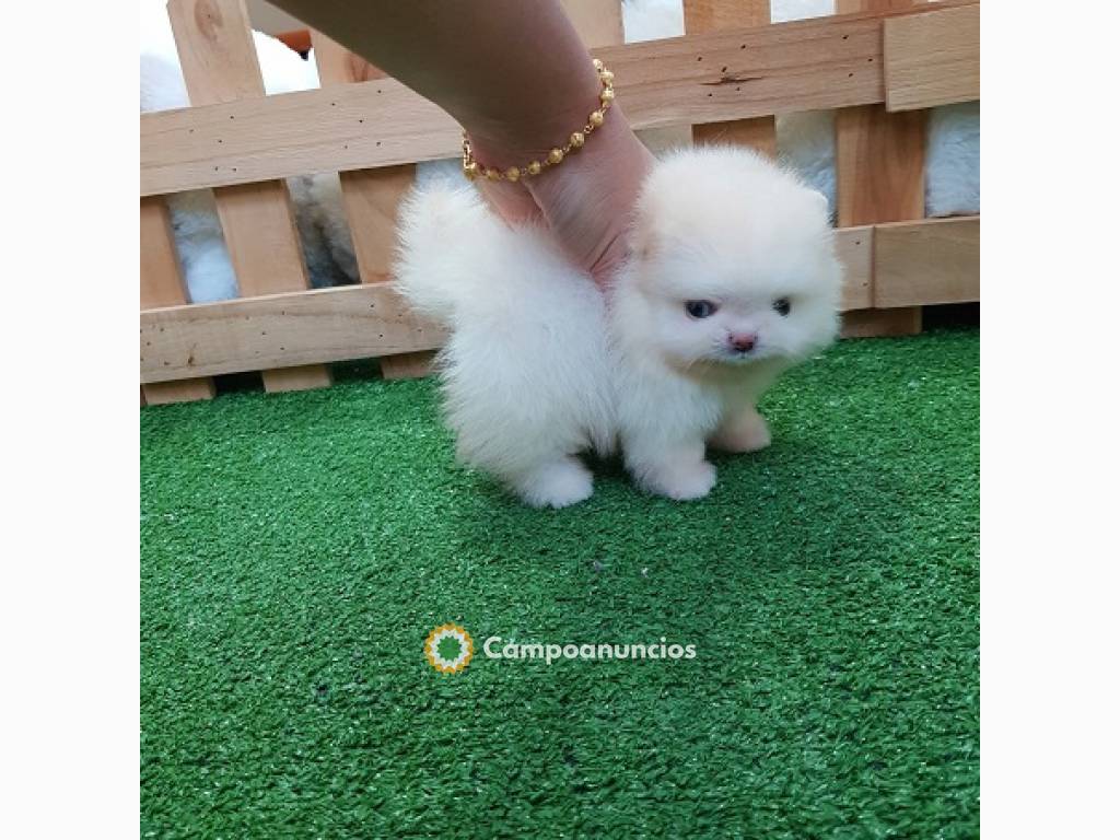 Regalo puros pomerania mini toy mi whats en Huesca