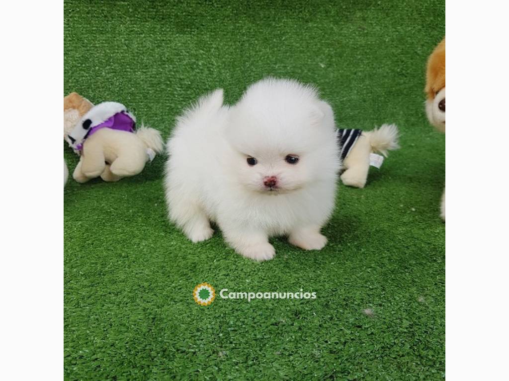 Regalo puros pomerania mini toy mi whats en Ourense