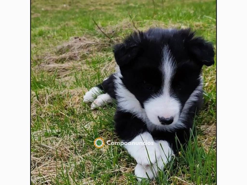 regalo raza Cachorros de Border collie en Tenerife