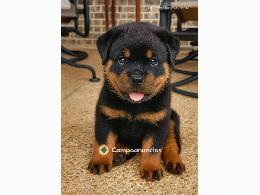 Regalo rottweilar disponibles para adopc