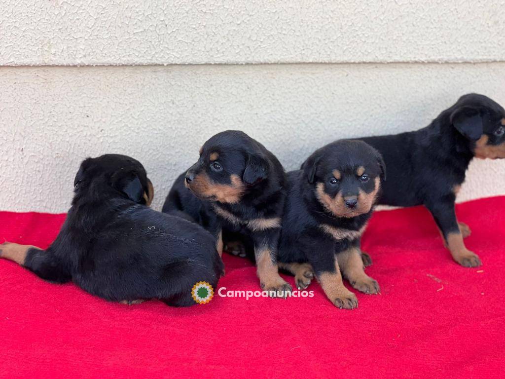 Regalo Rottweilers whAtsapp +34631529689 en Huesca