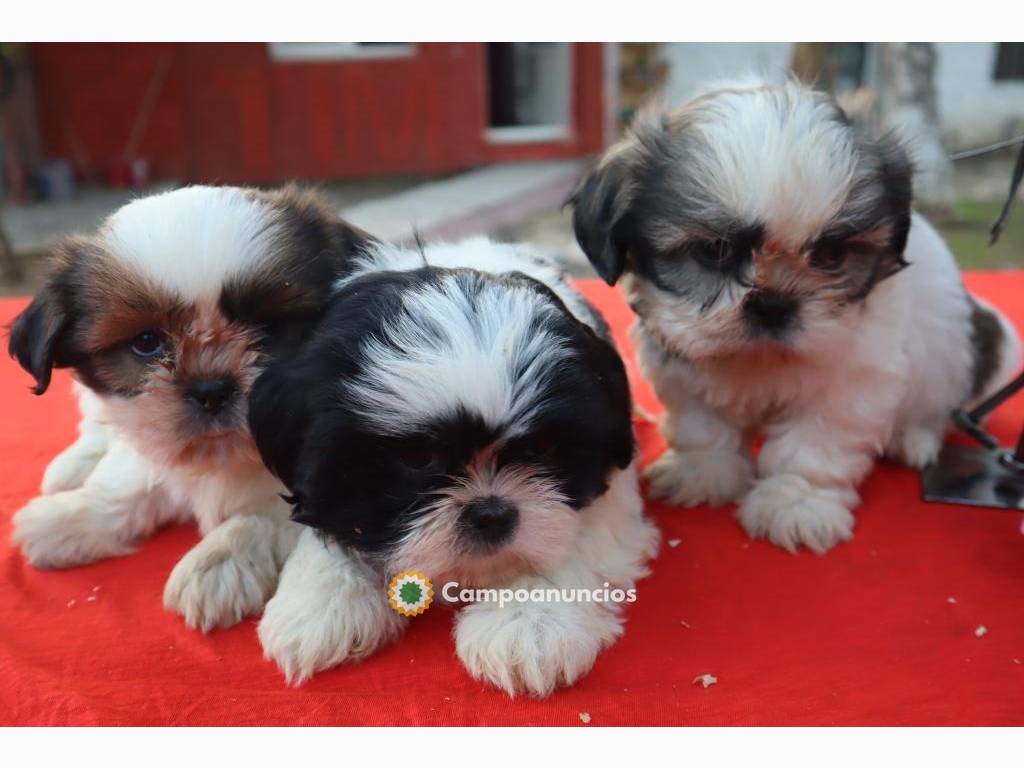 Regalo Shih Tzu whAtsapp +34631529689 en Huesca