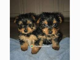 Regalo Yorkie Puppies en Adopción 