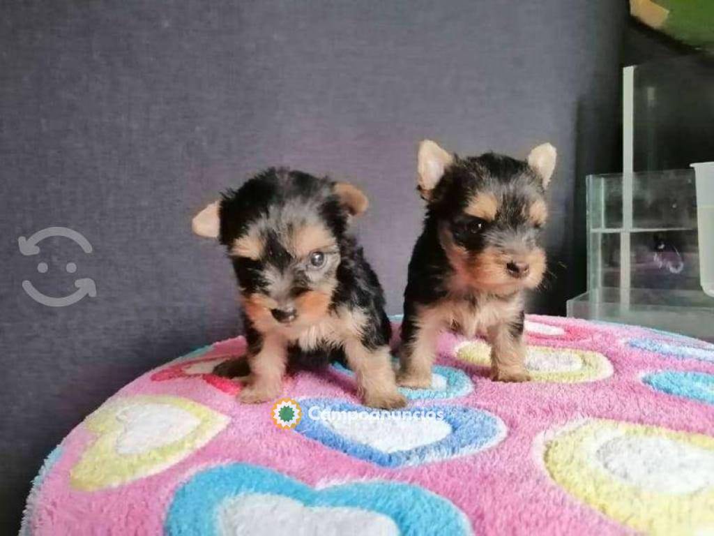 Regalo  yorkshire cachorros toy whatsap en Tenerife