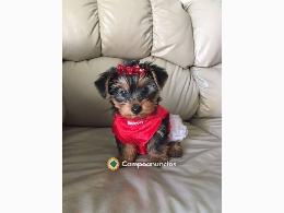 Regalo Yorkshire mini toy disponibles