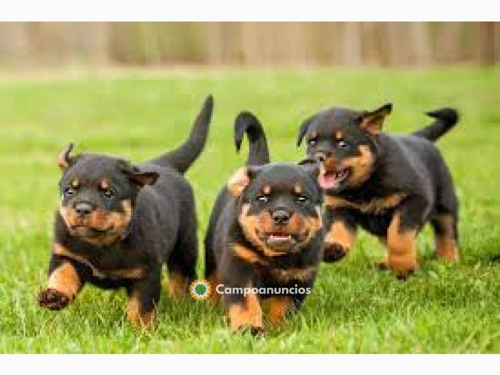 Rottweiler Cachorros Disponible en Tenerife