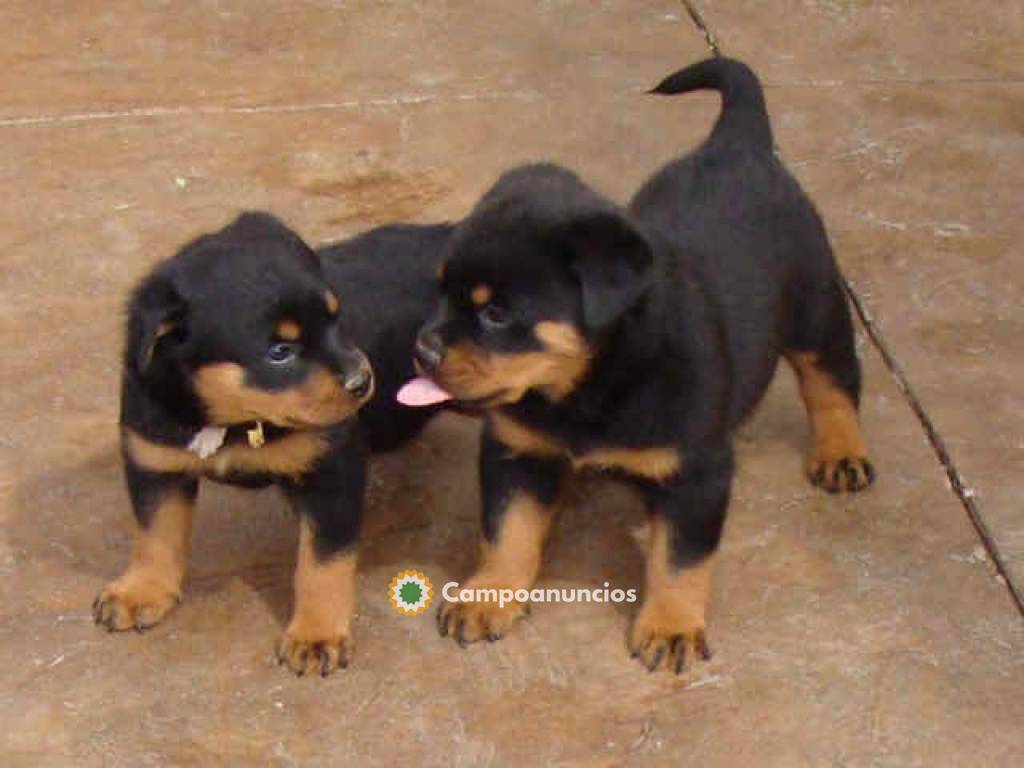 Rottweilers(WHATSAPP 604158309) en Tenerife