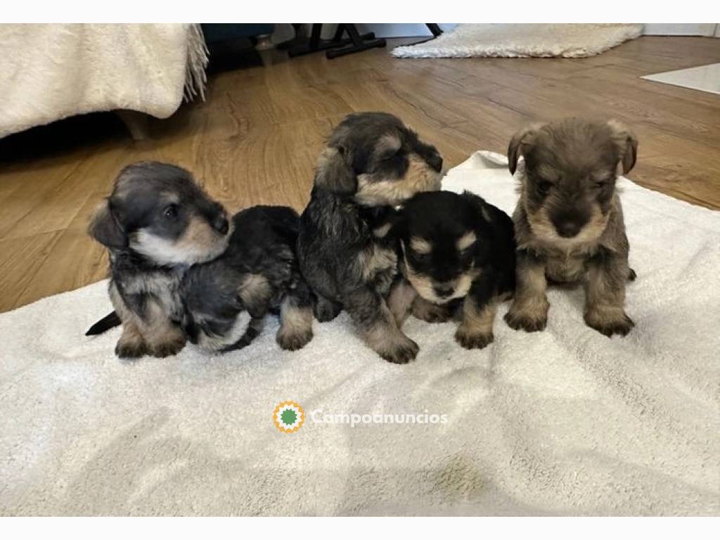 Schnauzer miniatura(+34611232161) en Huesca