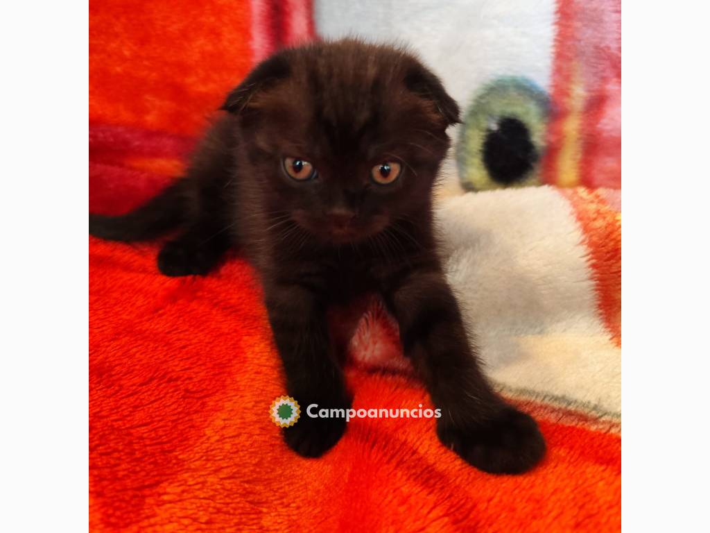 Scottish fold y straigh  en Tenerife