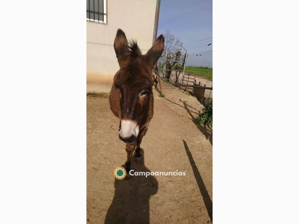 SE VENDE BURRA en Toledo