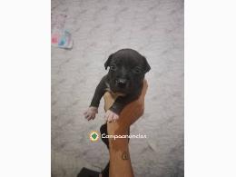 Se vende cachorro american Stanford 