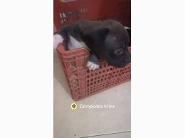Se vende cachorro american Stanford 