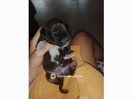 Se vende cachorro american Stanford 