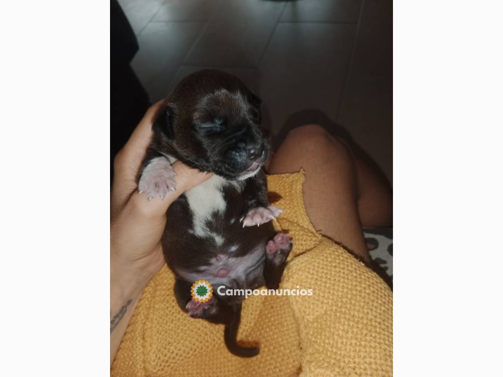 Se vende cachorro american Stanford  en Barcelona