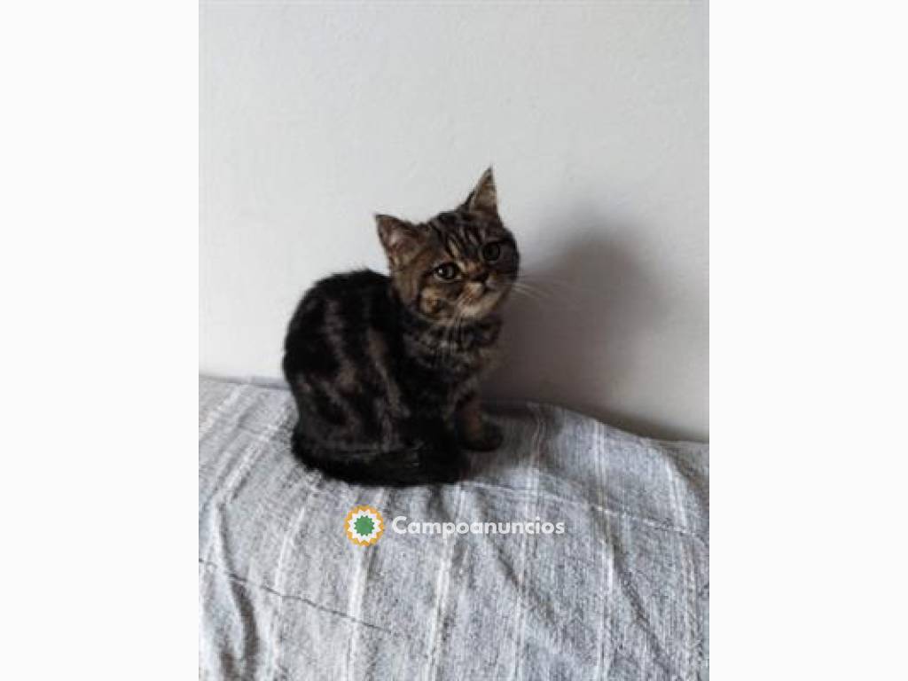 Se vende gato exótico de pelo corto cast en Toledo