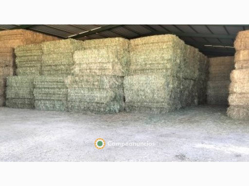 se vende heno de avena contodo su grano  en Sevilla