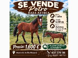 Se vende potro 