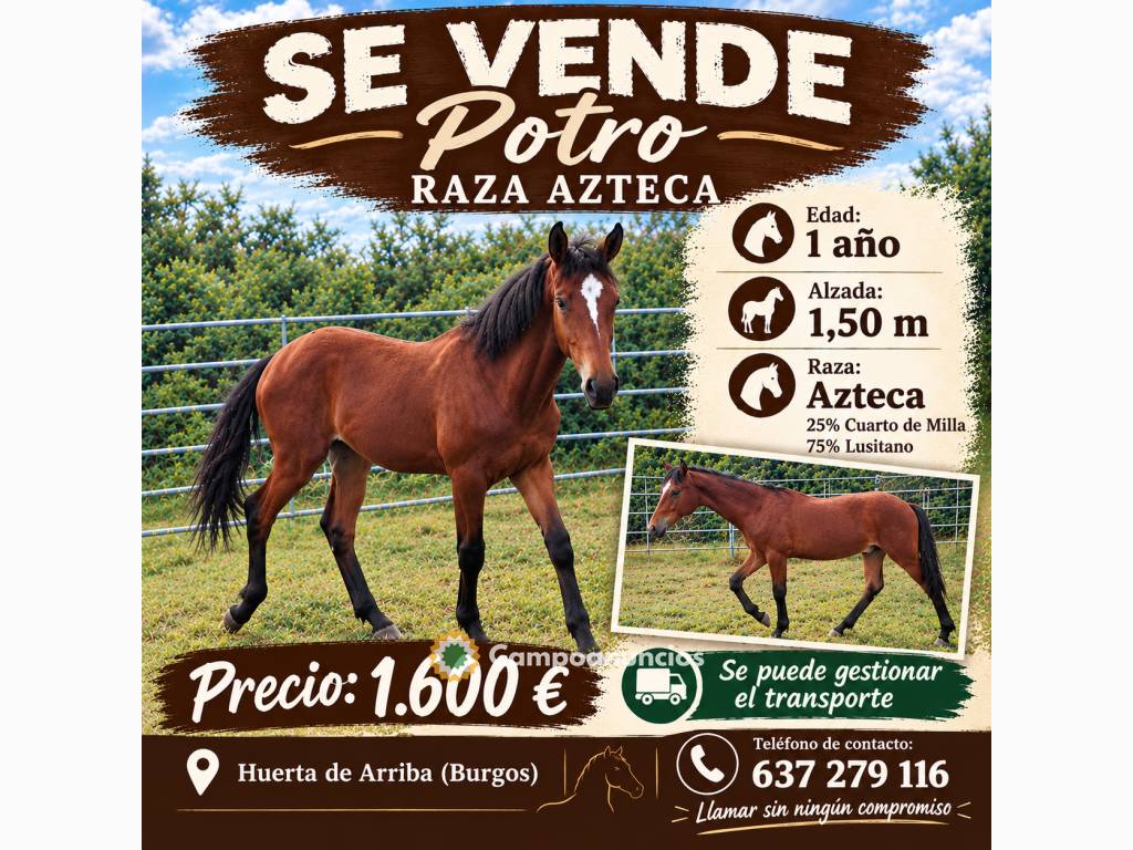 Se vende potro 
